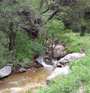 Neoalbertia constans habitat
